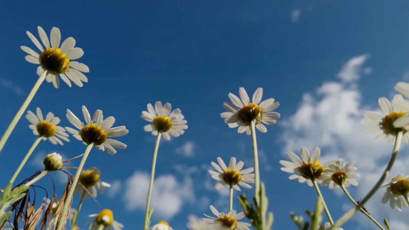 chamomile