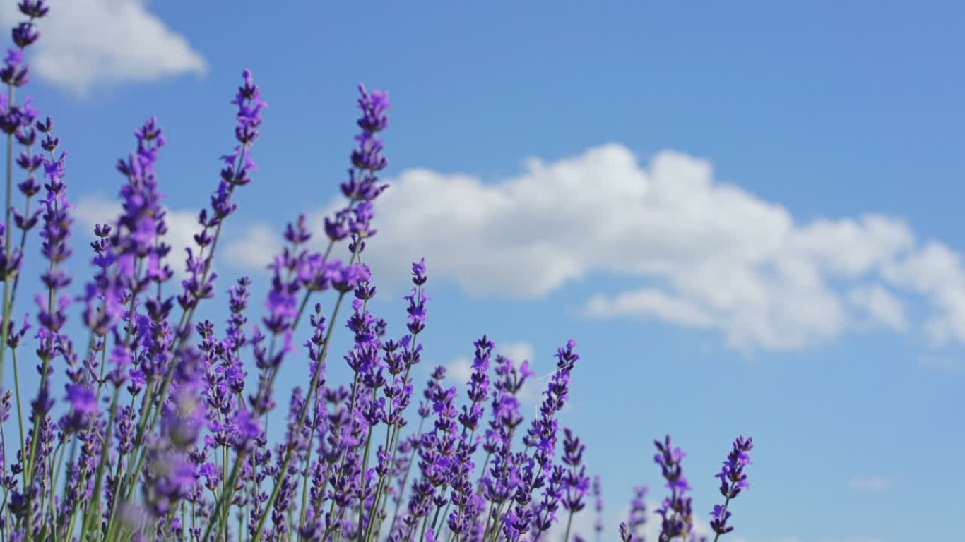 Lavender farms